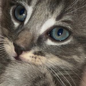 Meet your Posher, Shannon